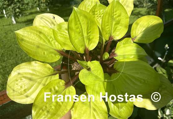 Hosta Lemon Snap